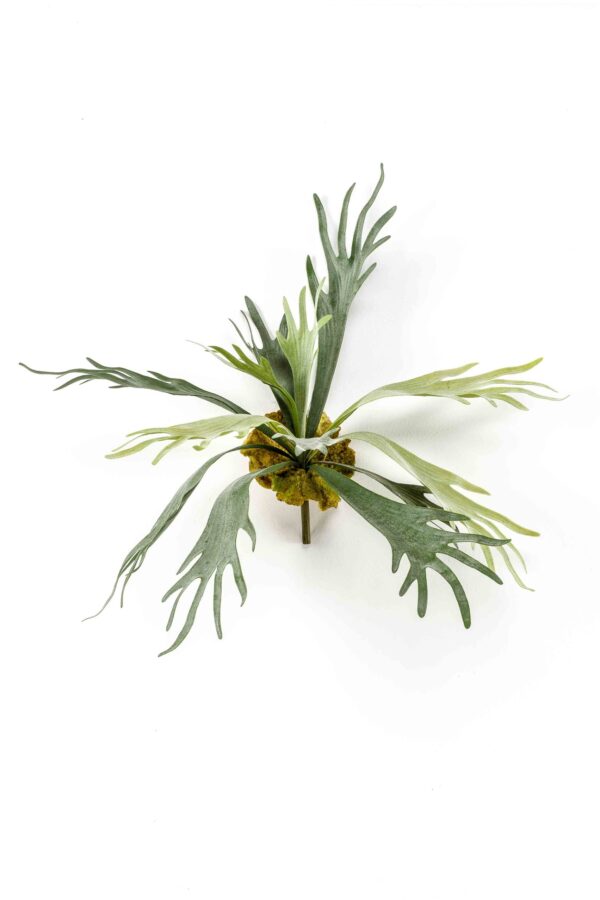 Hertshoornvaren H48 cm