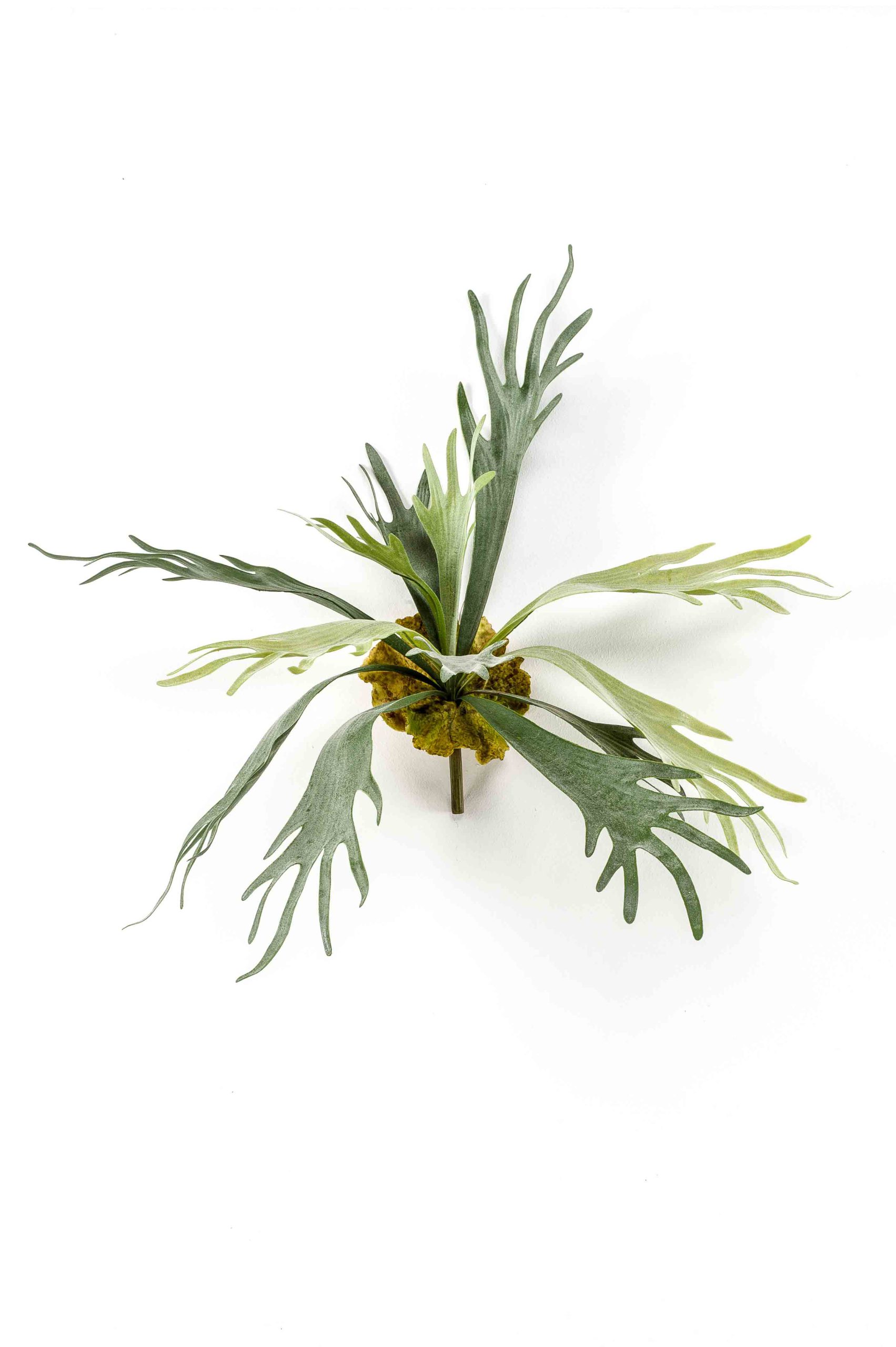 Hertshoornvaren H48 cm - Afbeelding 2