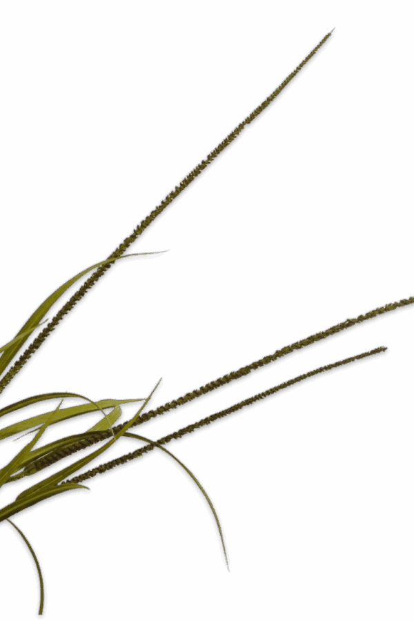 Gras tak 135 cm Silk-ka