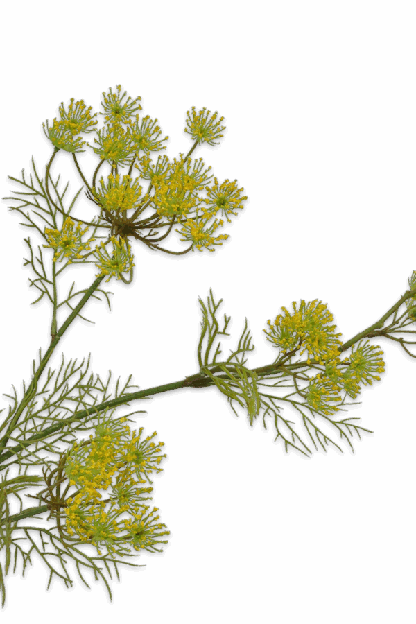 Dille tak geel 84 cm Silk-ka