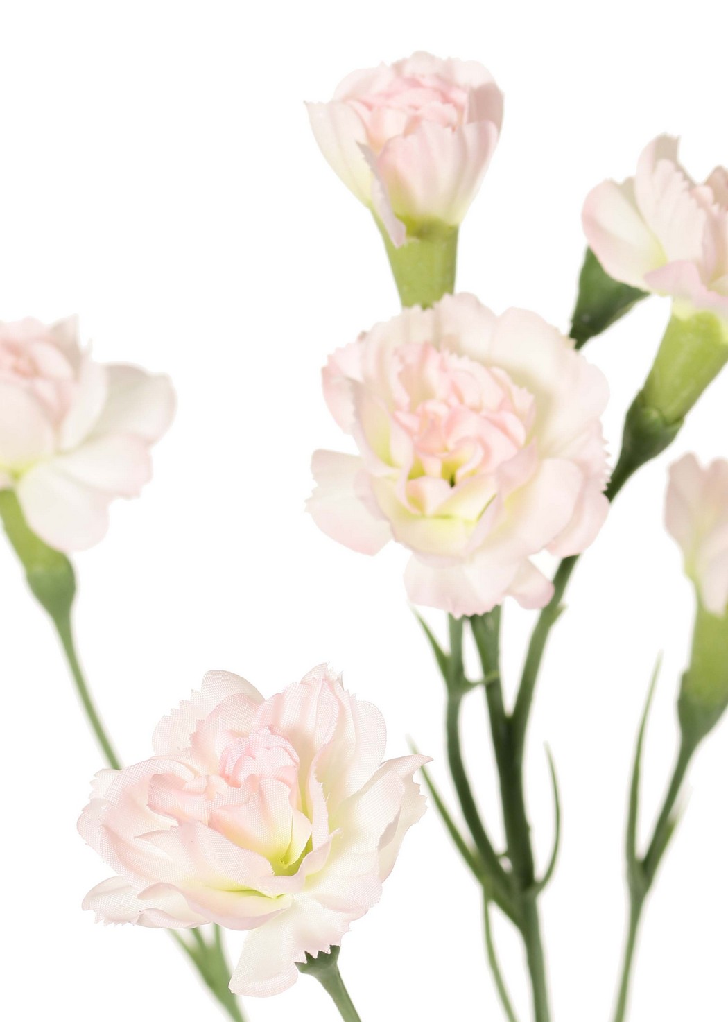 Anjer lichtroze -H63 cm - Afbeelding 3