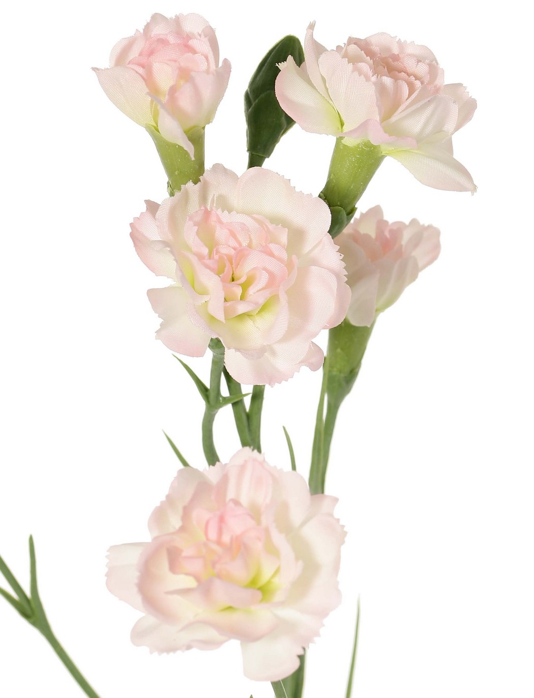 Anjer lichtroze -H63 cm - Afbeelding 2