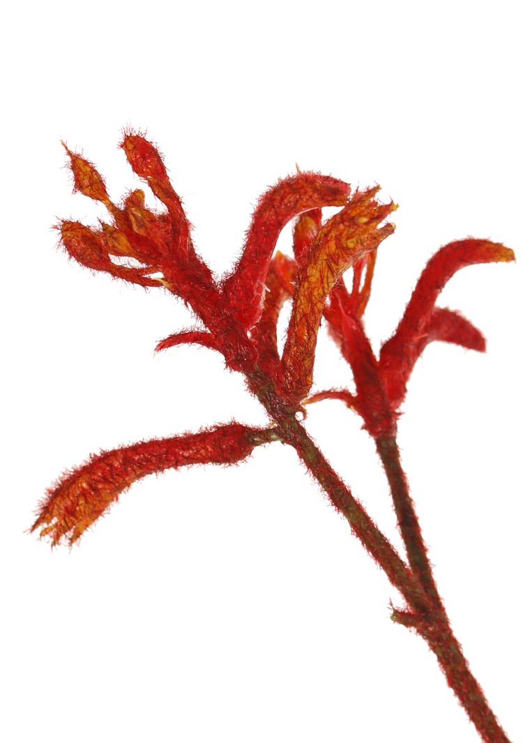 Kangoeroepoot tak rood 76 cm - Afbeelding 3