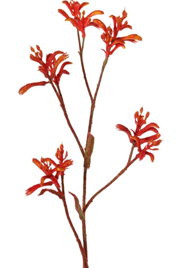 Kangoeroepoot tak rood 76 cm