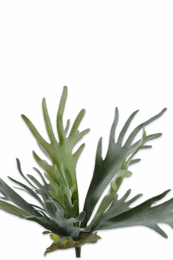 Hertshoorn 48 cm Silkka