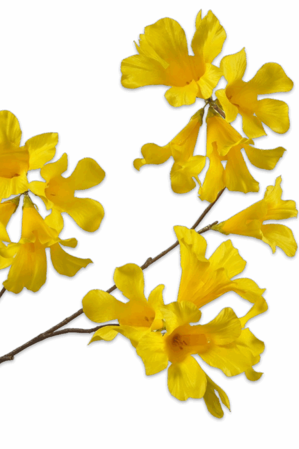 Mandevilla geel 86 cm Silk-ka