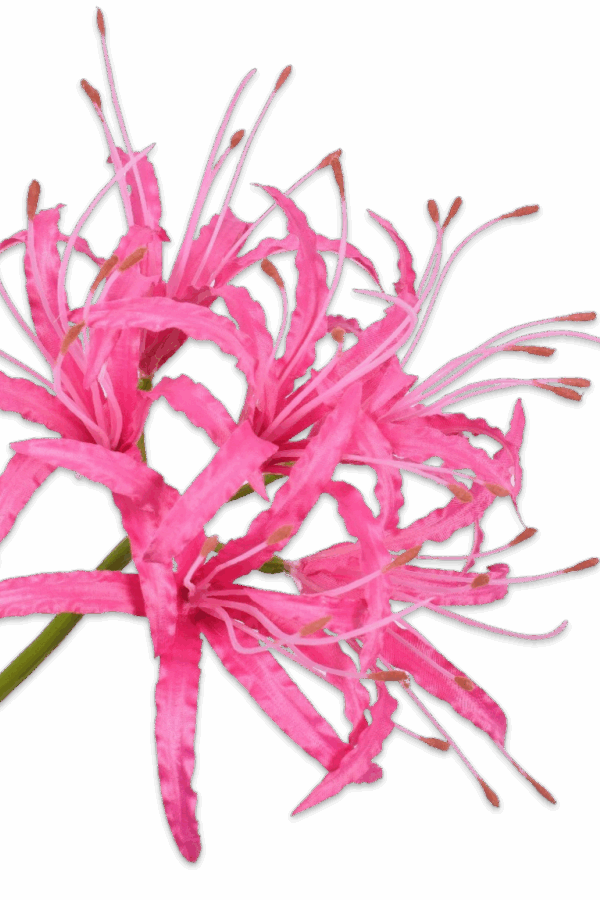 Nerine tak kliplelie fuchsia roze 93 cm Silk-ka