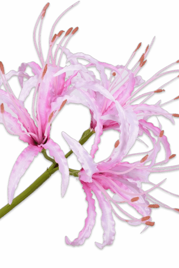 Nerine licht roze 90 cm Silk-ka