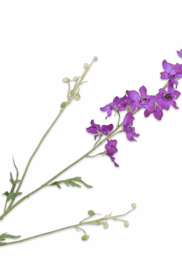Ridderspoor Delphinium tak paars 101 cm Silk-ka