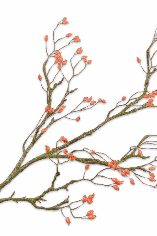 Rozenbottel tak oranje 140 cm