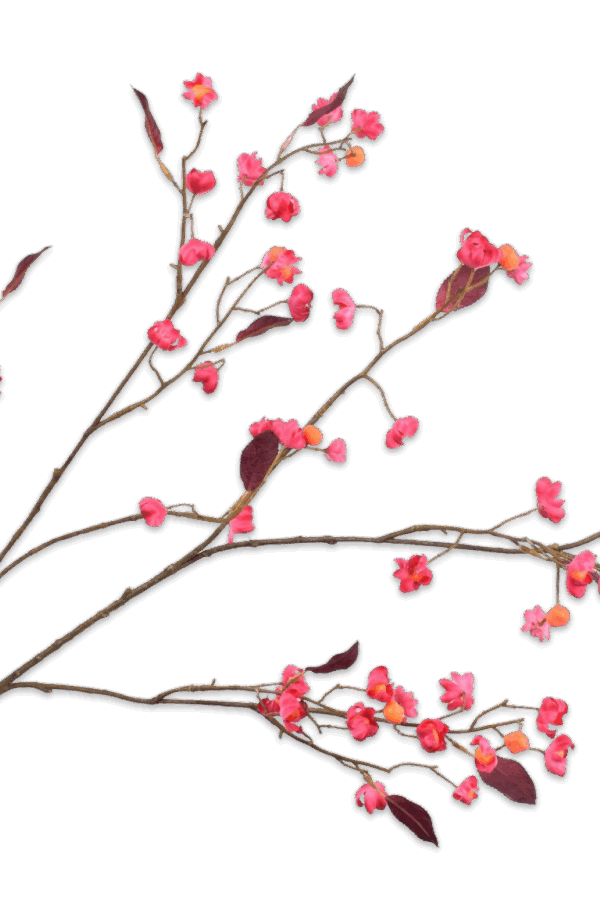 Kardinaalsmuts beauty roze 122 cm Silk-ka