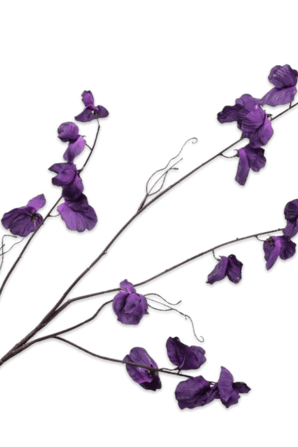 Lathyrus tak donker paars 117 cm Silk-ka
