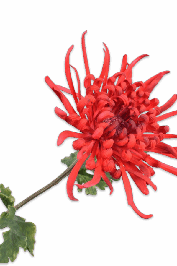 Chrysant rood 68 cm Silk-ka