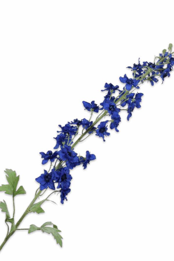 Ridderspoor Delphinium konings blauw 127 cm Silk-ka