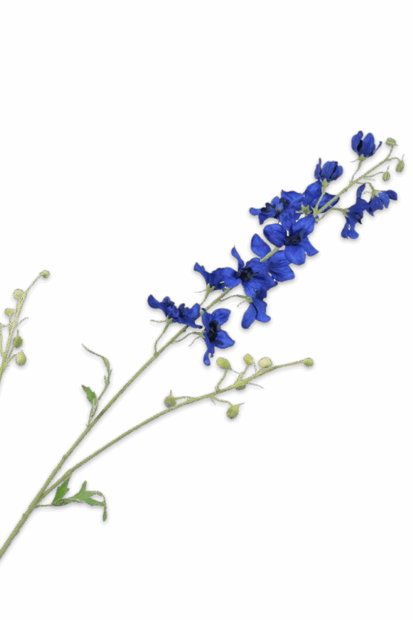 Delphinium tak blauw -H101 cm
