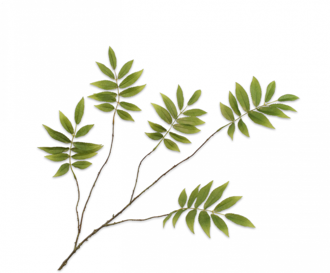 Bladtak groen 107 cm Silk-ka