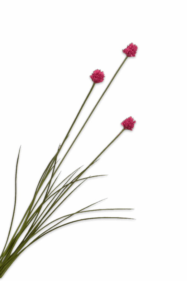Allium 3 knoppen roze 95 cm Silk-ka