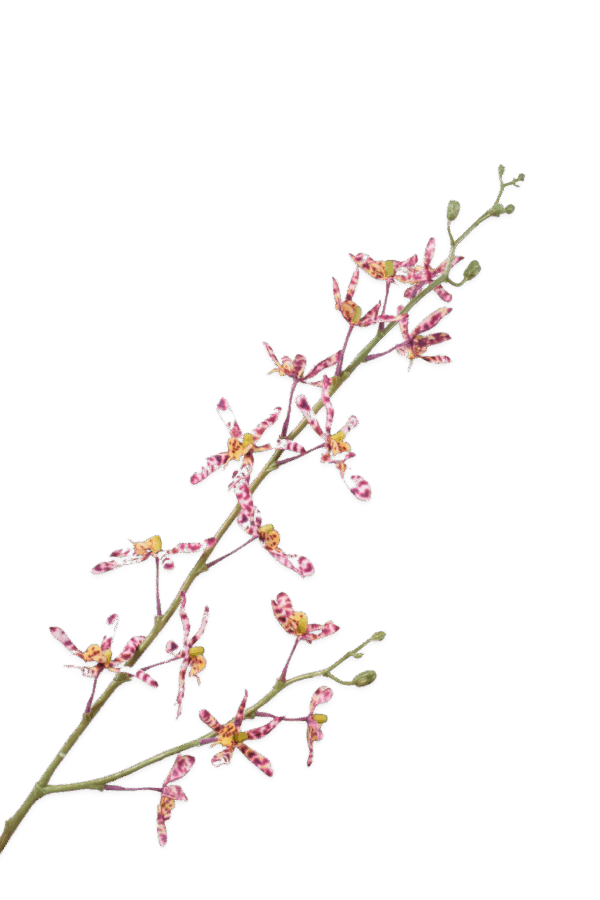 orchidee tak bordeaux wit 83 cm Silk-ka