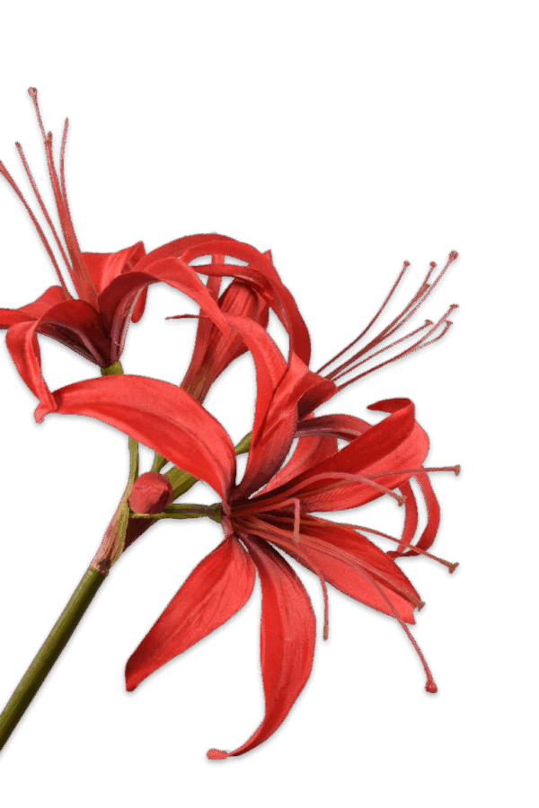 Amaryllis bloem rood 80 cm Silk-ka
