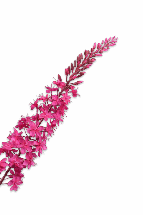 Eremurus steel fuchsia 107 cm Silk-ka
