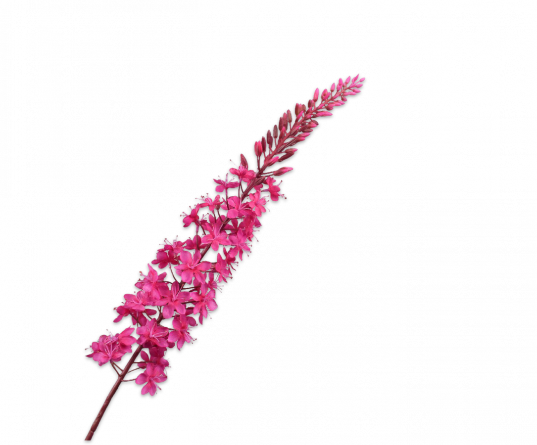 Eremurus steel fuchsia 107 cm Silk-ka