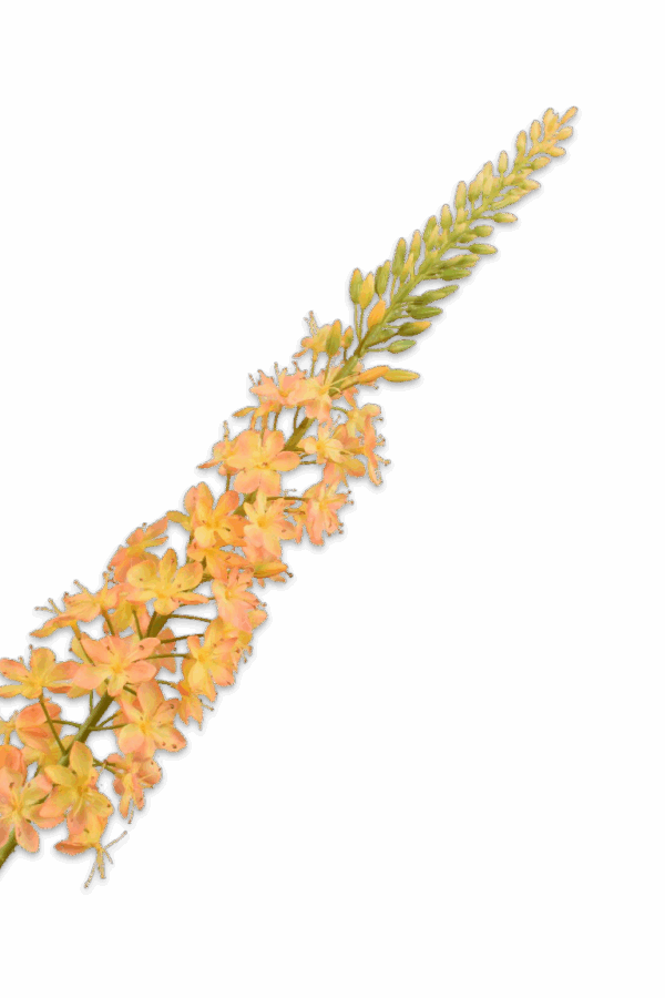 Eremurus steel licht oranje 107 cm Silk-ka