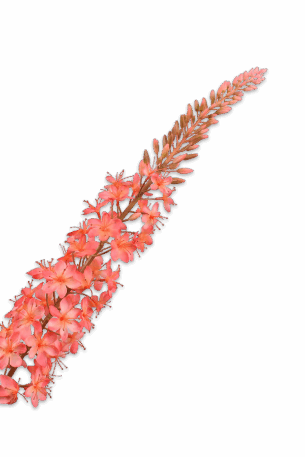 Eremurus steel roze / peach 107 cm Silk-ka