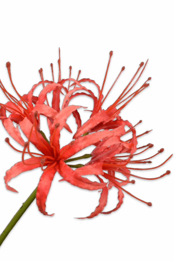 Nerine tak kliplelie rood/oranje 93 cm Silk-ka