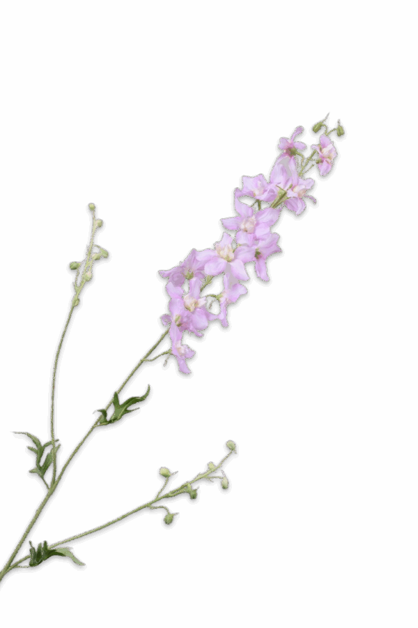 Ridderspoor Delphinium zacht roze 101 cm Silk-ka