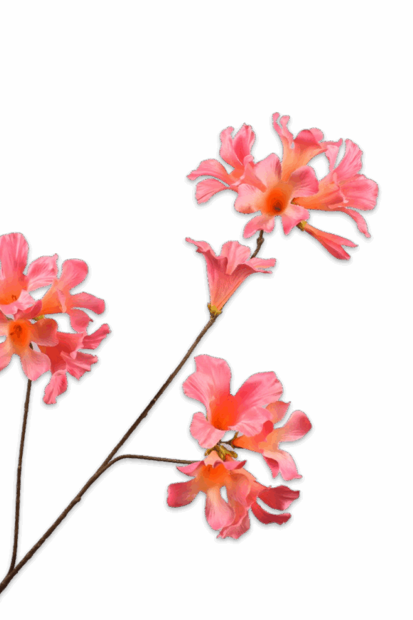 Mandevilla roze peach 86 cm Silk-ka