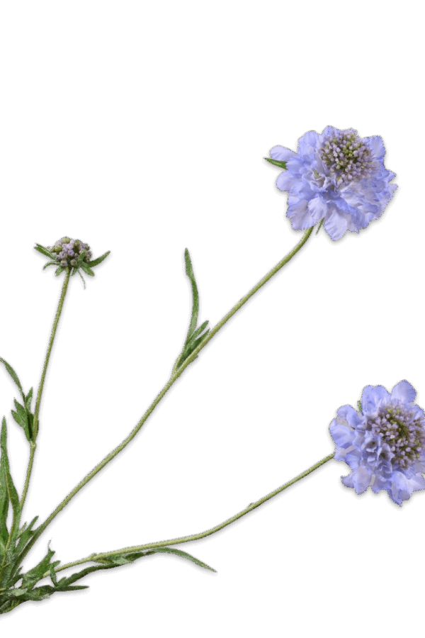 Scabiosa fuchsia blauw 66 cm Silk-ka