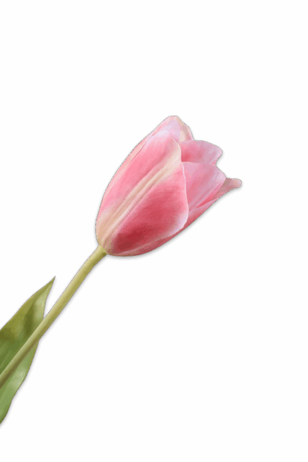 Tulp wit roze 72 cm Silk-ka