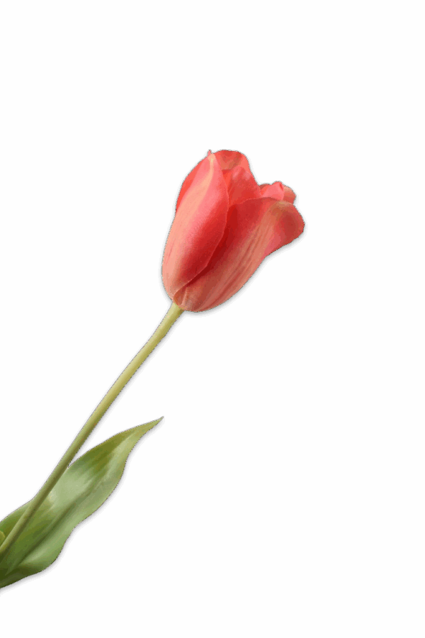 Tulp rood 72 cm Silk-ka