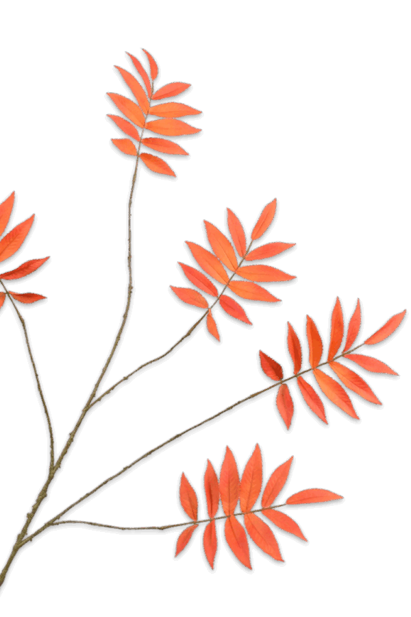 Bladtak oranje 103 cm Silk-ka