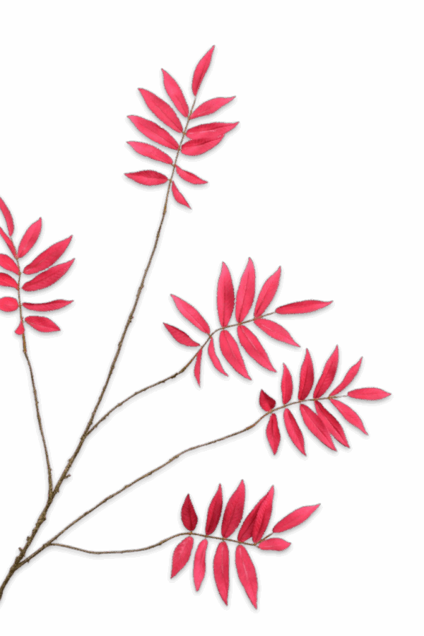 Bladtak beauty roze 103 cm Silk-ka