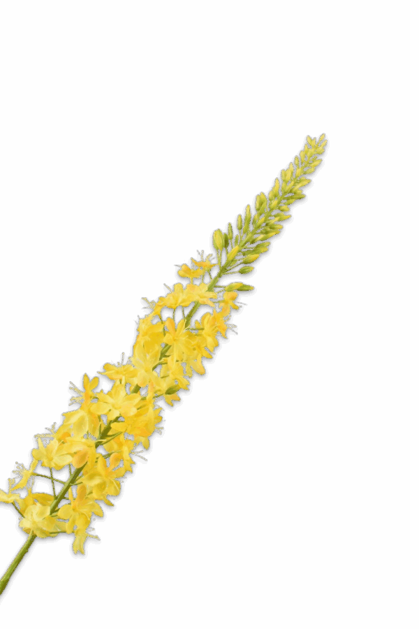 Eremurus steel geel 107 cm Silk-ka