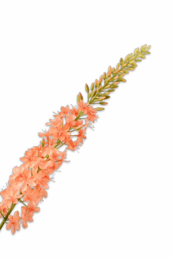 Eremurus steel zalm 107 cm Silk-ka