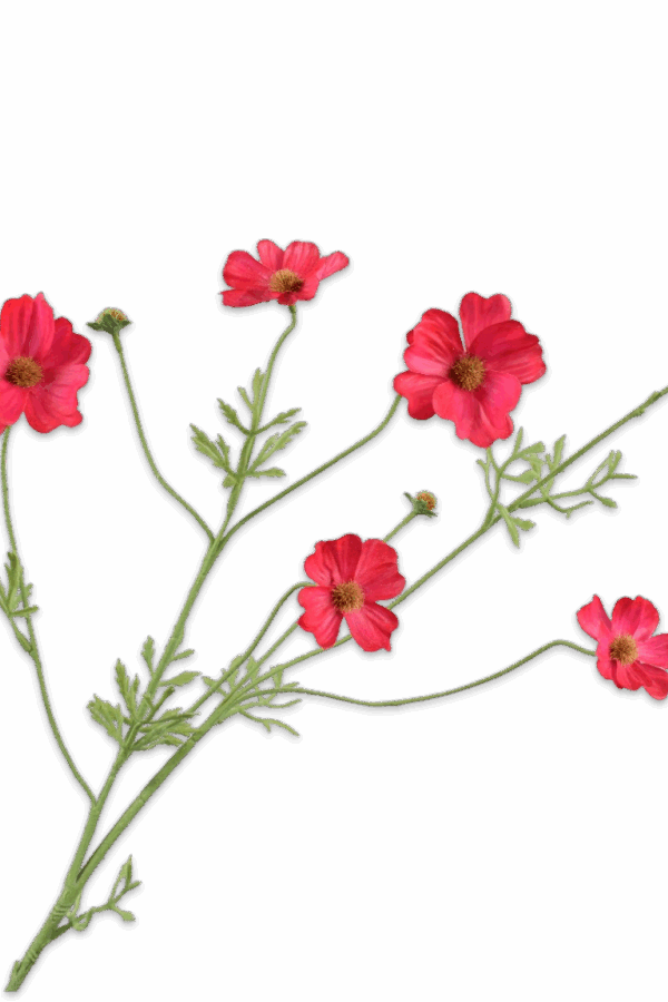 Cosmos tak roze 77 cm Silk-ka Real touch