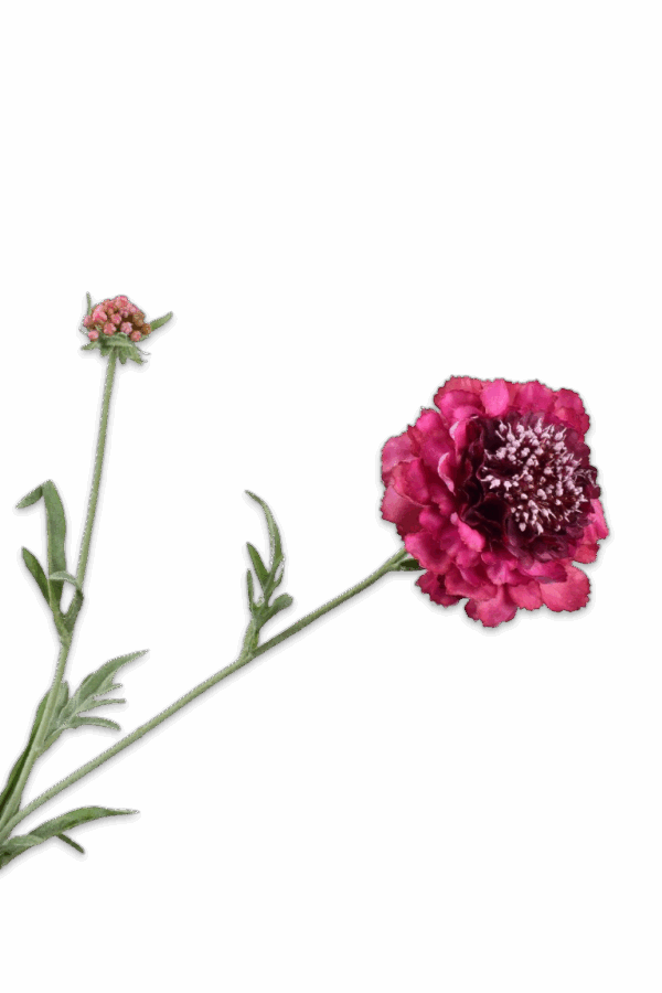Scabiosa roze 71 cm Silk-ka Real touch