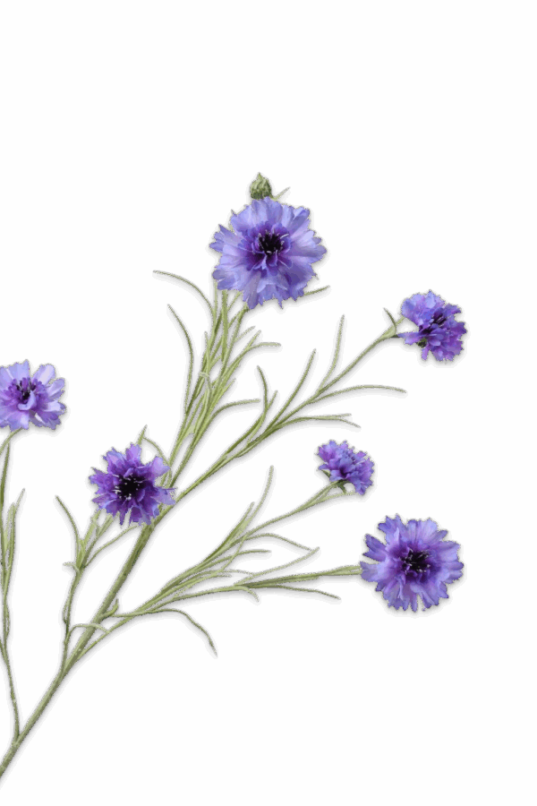 Korenbloem lavendel 92 cm Silk-ka