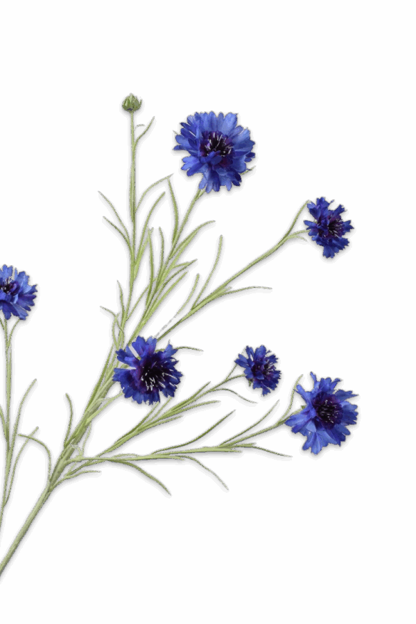 Korenbloem blauw Silk-ka 92 cm