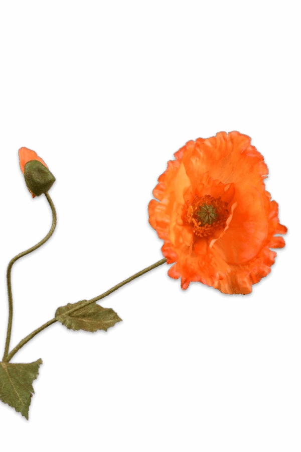 Klaproos tak oranje- H67 cm