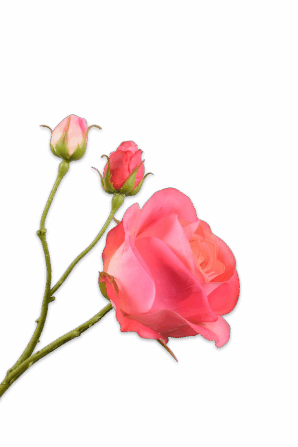 Roos roze peach 59 cm Silk-ka real touch