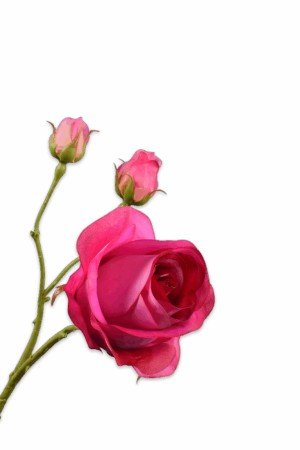 Roos roze 59 cm Silk-ka real touch