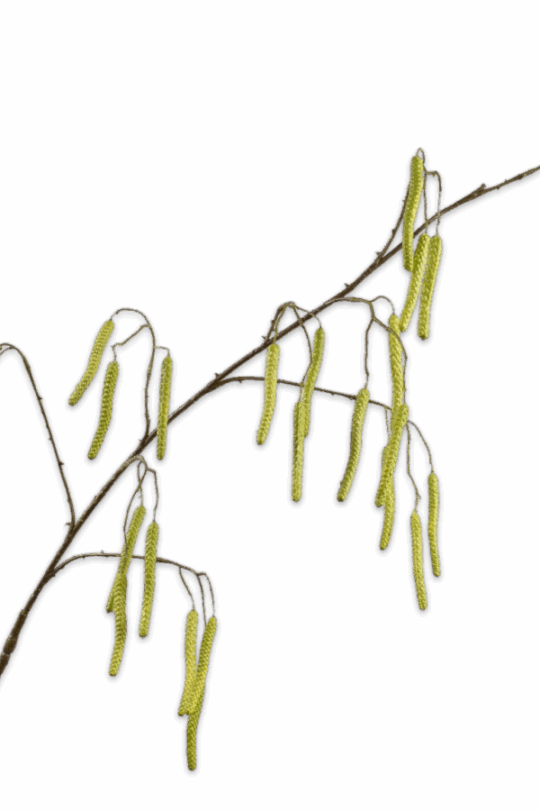 Berkentak Hazelaar groen 130 cm Silk-ka