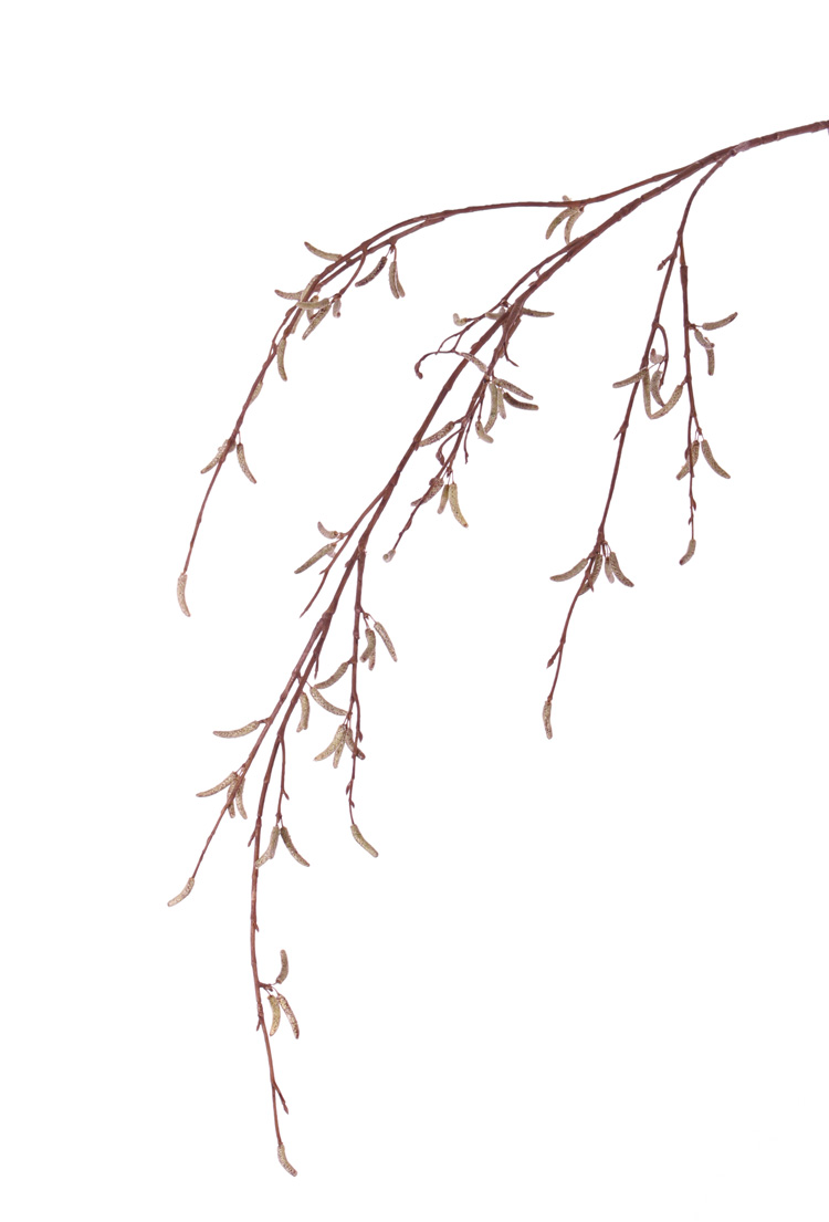 Berkenkatjestak -H91 cm