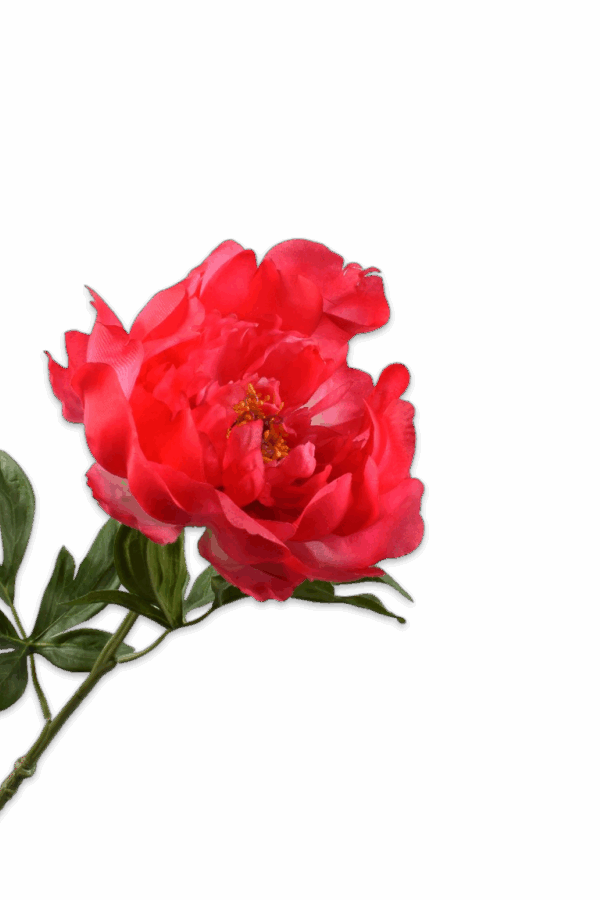 Pioenroos beauty roze 61 cm Silk-ka