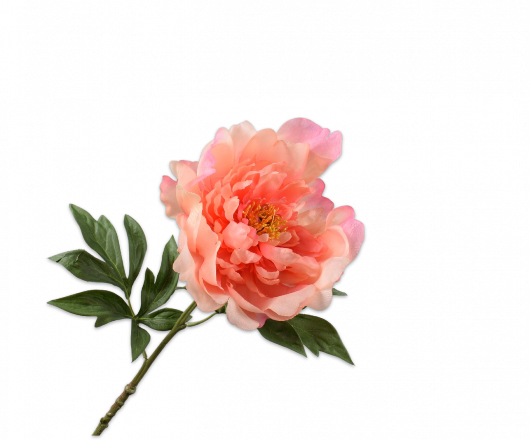 Pioen steel 61 cm - Afbeelding 2