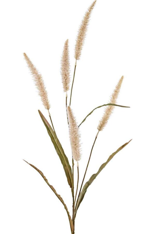Lampepoetser pennisetum zand beige 5 pluimen