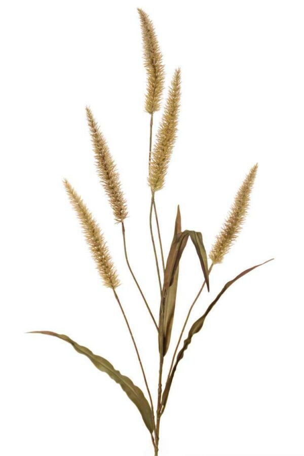 lampepoetser pennisetum bruin 5 pluimen